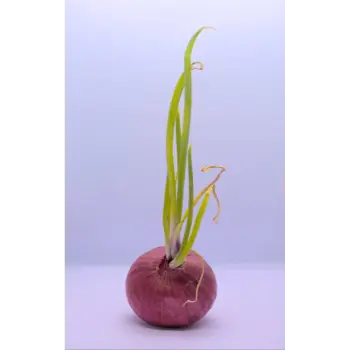 onion (24)-9969032-28690.webp